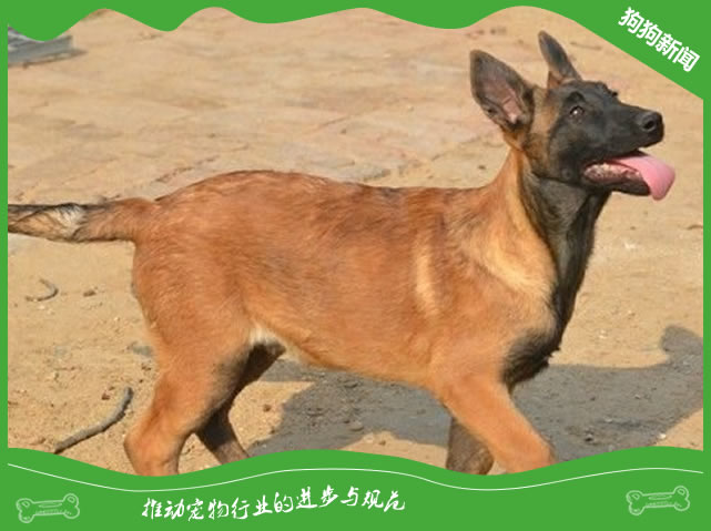 马犬身上臭味很重是什么原因导致的