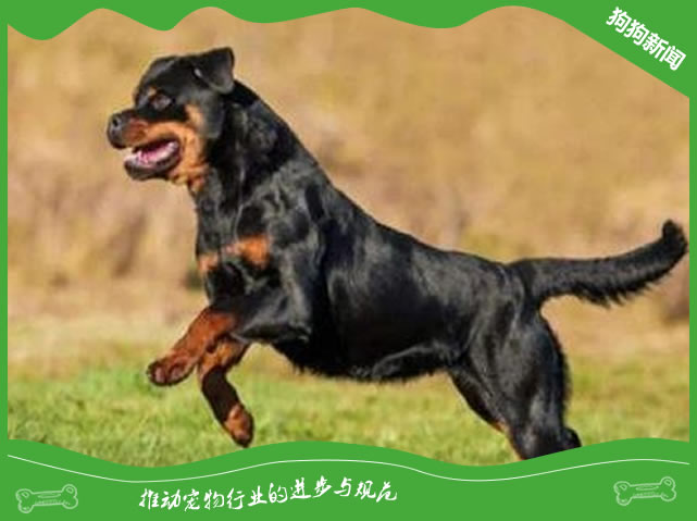 遛罗威纳犬需要注意哪些