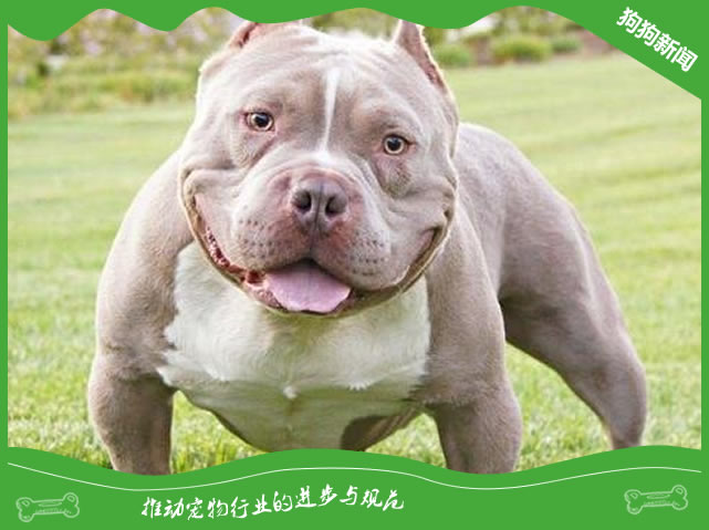 饲养恶霸犬要注意哪些事情？