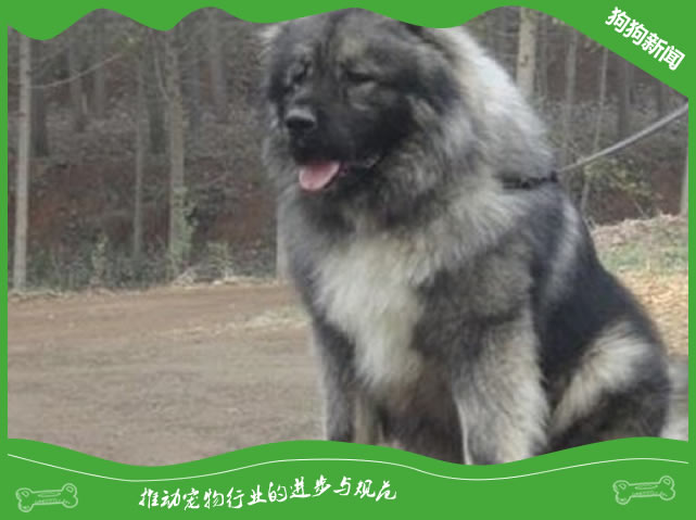 高加索犬训练站立的方法