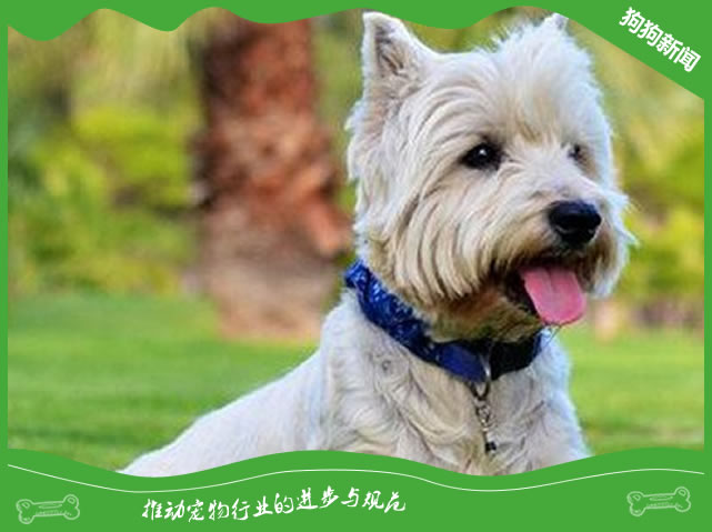 秋季狗狗护理指南