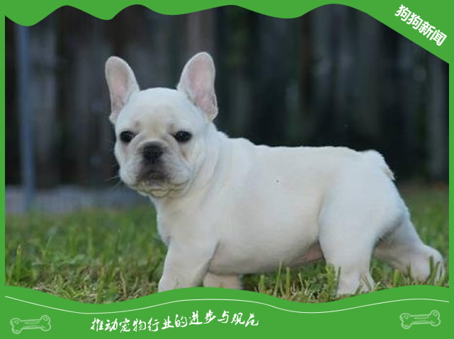 法国斗牛犬怎么看品相？