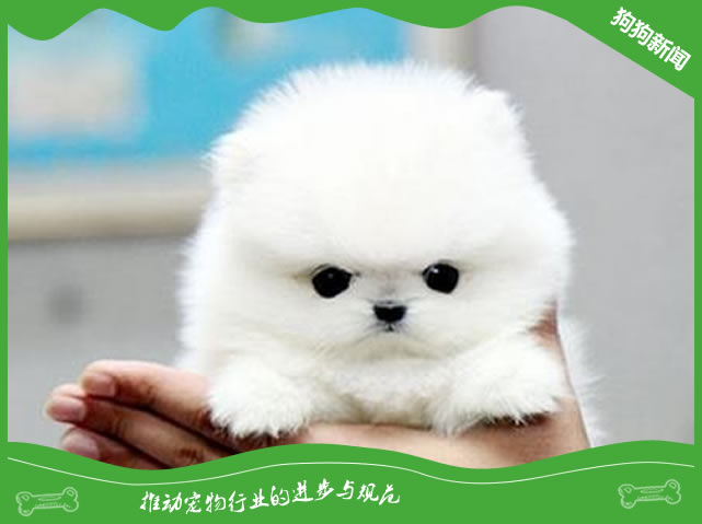 博美茶杯犬价格多少钱一只？
