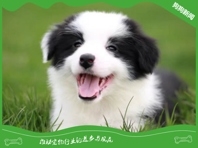 边牧幼犬怎样辨别好坏？