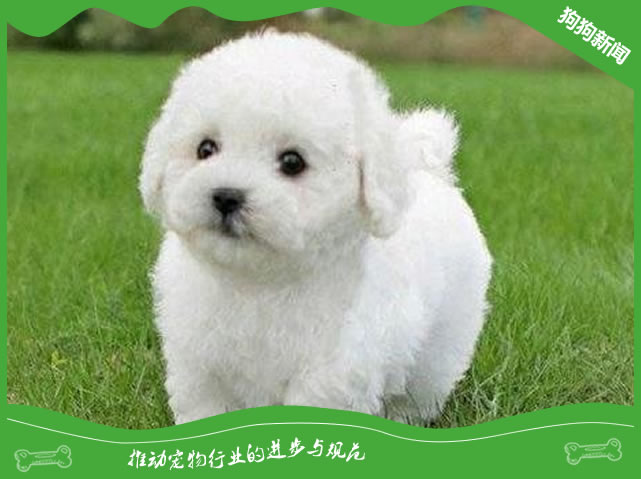 养比熊的好处和坏处？