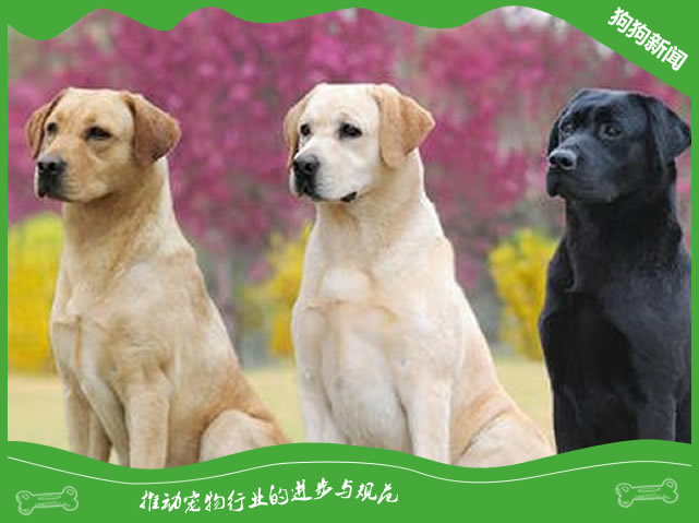 拉布拉多和金毛哪个好？