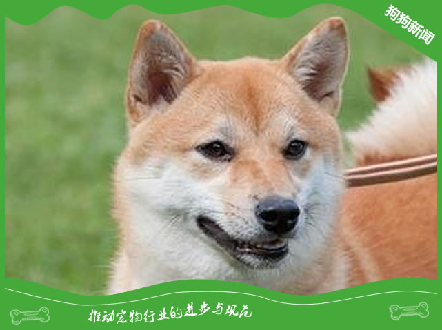柴犬和小黄土狗的区别有哪些？