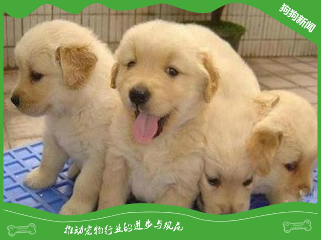 两个半月金毛标准体重