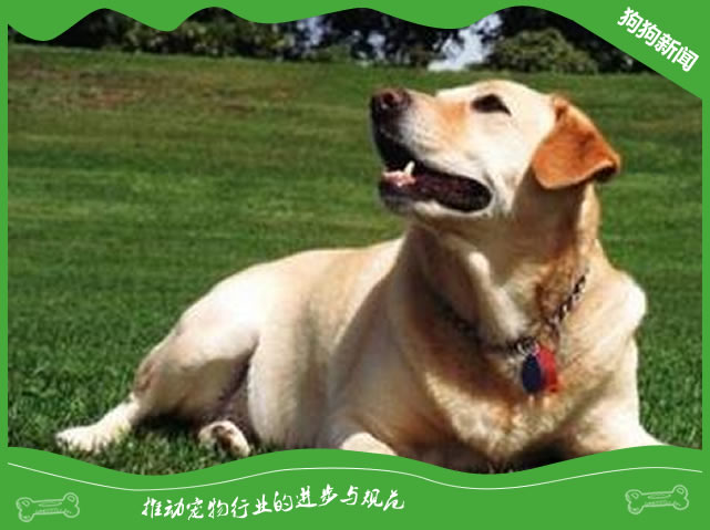 拉布拉多优点有哪些？