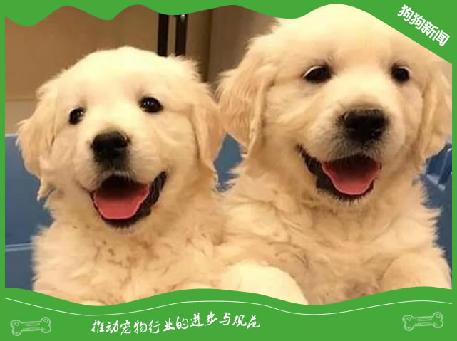 幼犬感冒的症状有哪些？