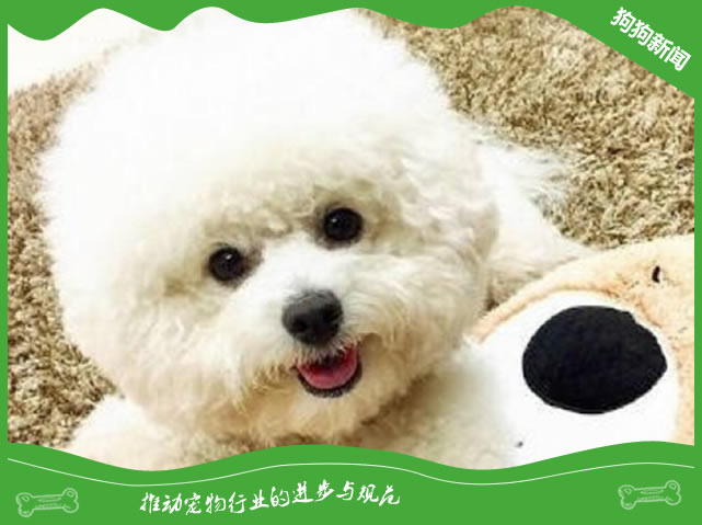 宠物狗拉肚子吃什么药