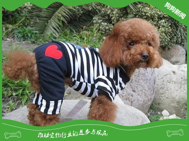 楼房养什么狗最省心