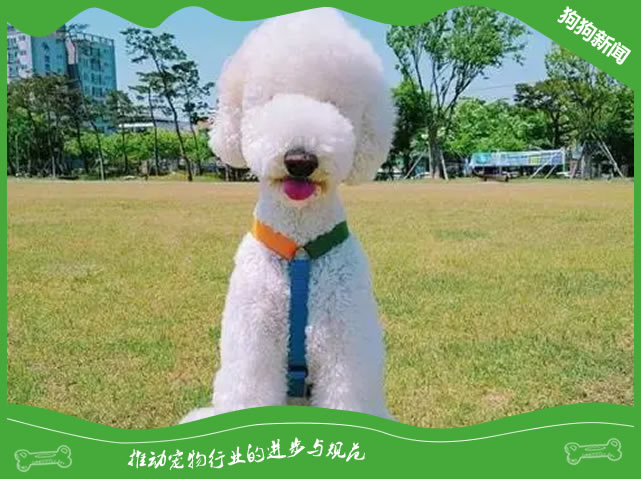 养巨贵犬的5大黄金规则！