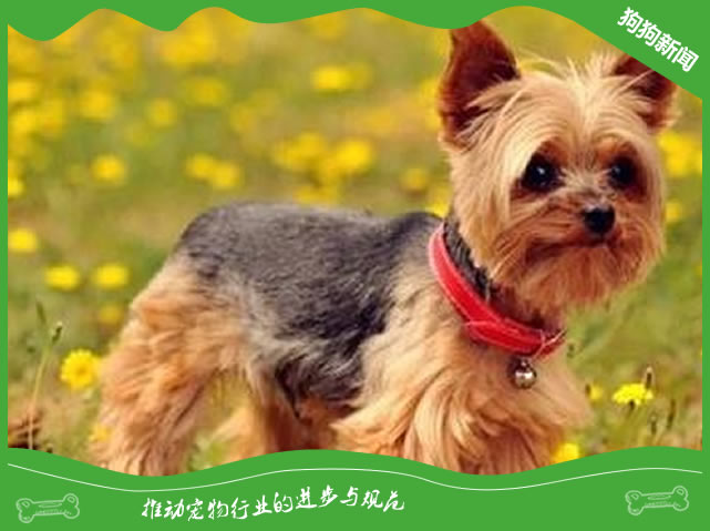 约克夏梗多少钱一只？