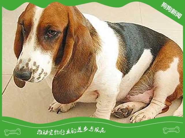 狗狗便血有几种原因怎么处理？