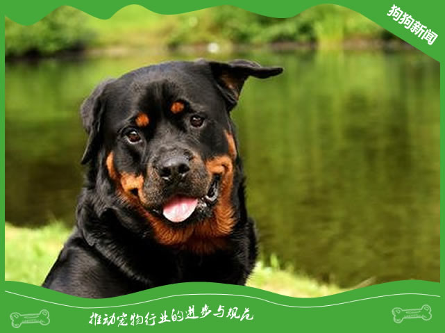 狗狗可以吃煮熟的虾仁吗