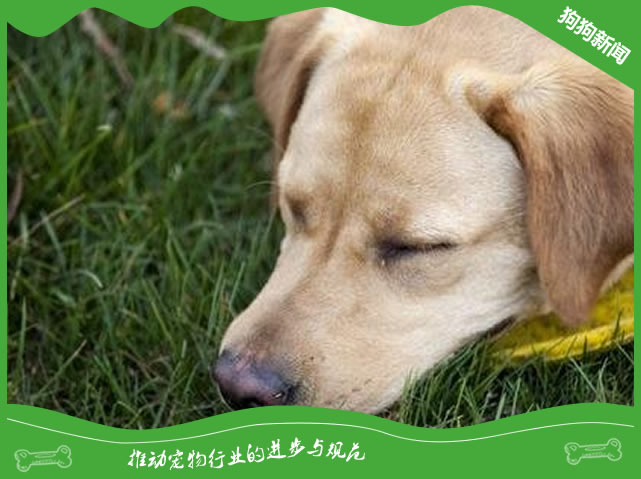 狗狗吃骨头不消化呕吐怎么办?