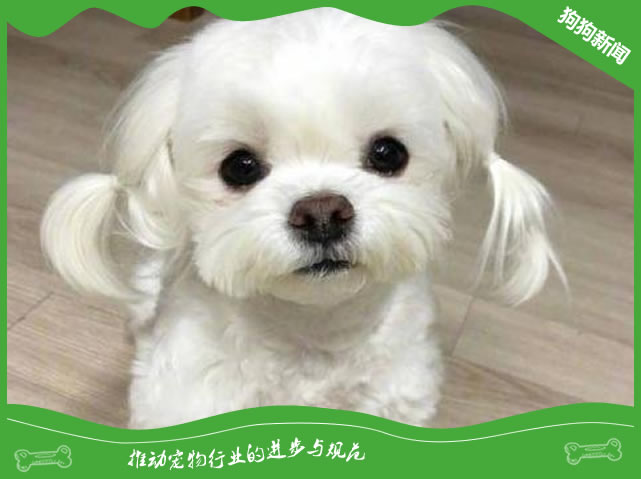 狗狗的日常美容护理包括哪些事情