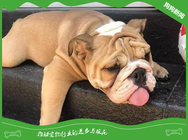 炎热天气里怎么防止狗狗中暑