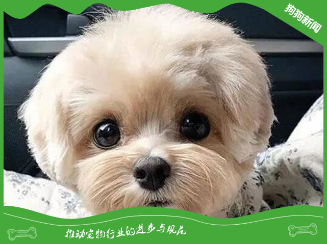 狗狗会变老！注意这四点！