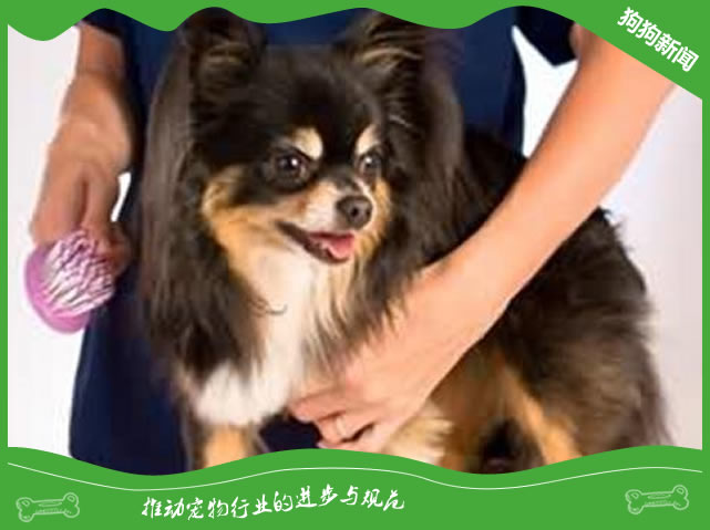 日常给狗狗梳毛的小技巧