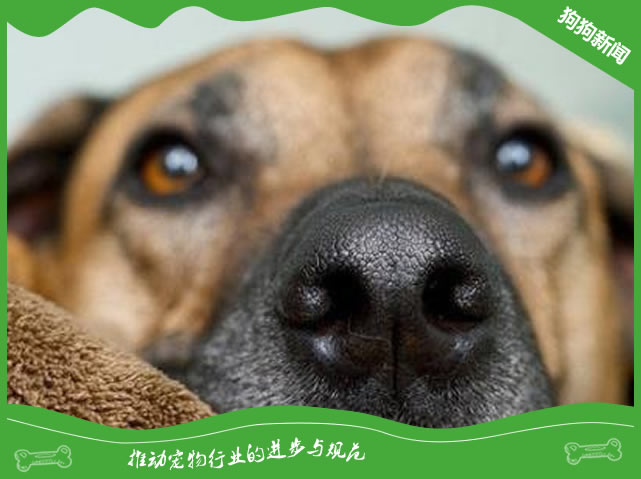多留心狗狗的鼻子有没有变干