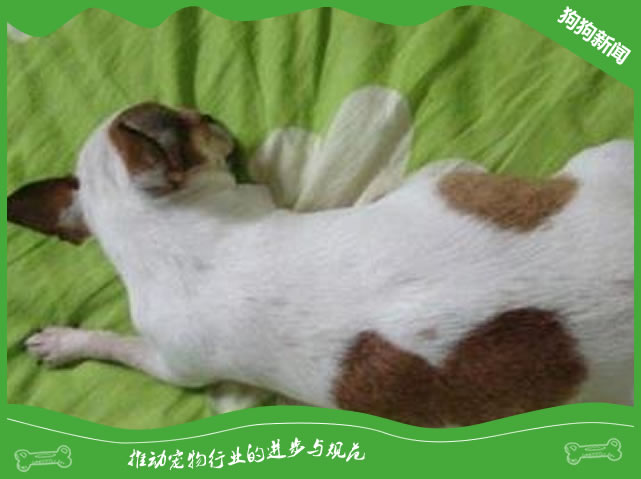 在狗狗怀孕后要注意哪些事情?