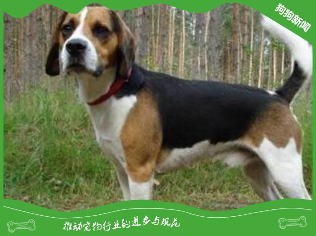 英国猎狐犬与比格犬：外形与特性的鲜明对比