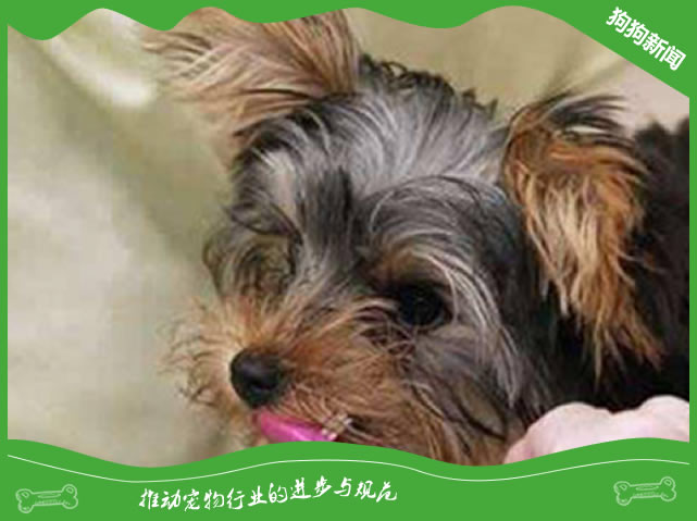 狗狗口腔溃疡如何好得快？