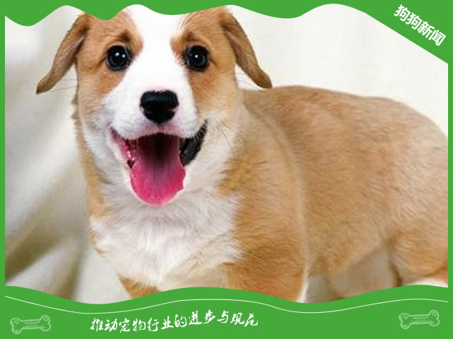 狗狗绝育前要做哪些准备？