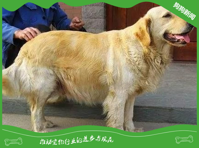 金毛生产前有什么征兆？