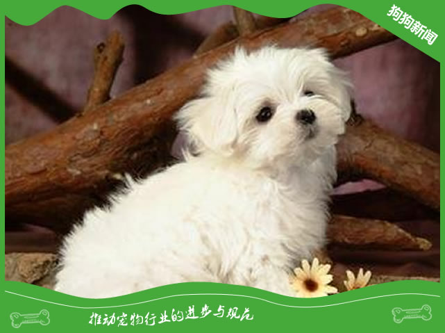 比熊犬一般多少钱一只?