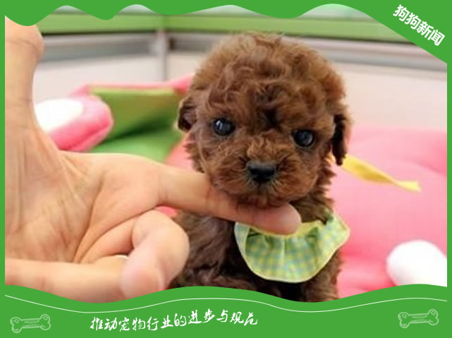 茶杯贵宾犬要多少钱?