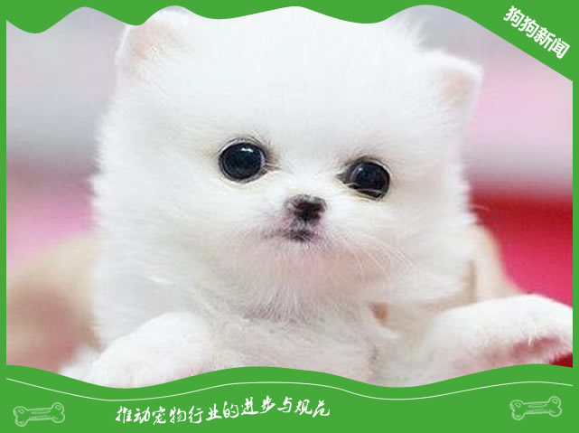博美茶杯犬价格多少钱一只?