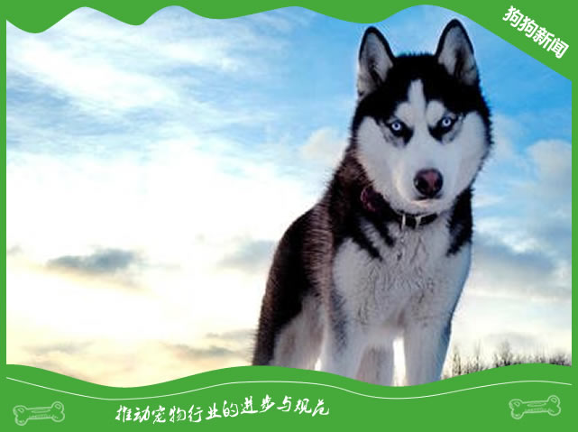 纯种哈士奇价格多少钱一只?
