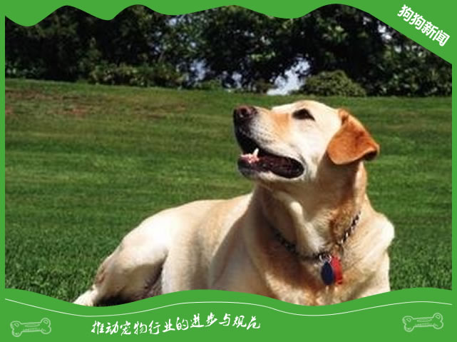 养狗狗之后要注意哪些卫生问题?
