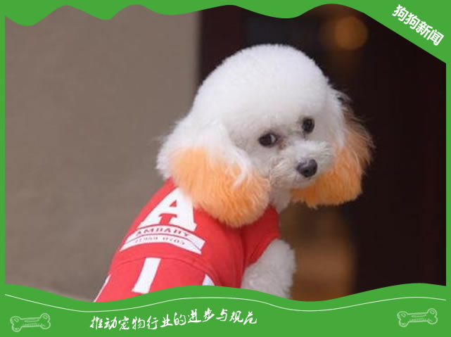 为什么狗狗鼻子干就是生病了?