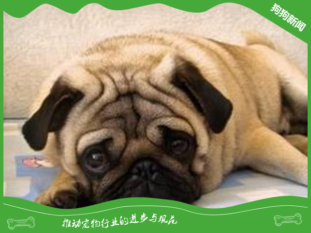 夏天养巴哥狗狗要注意哪些事情?