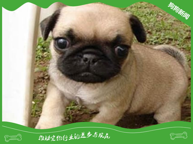 巴哥狗狗有哪些明显的缺点？