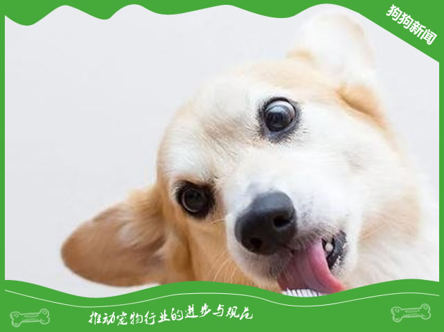 为什么我们家狗狗放臭屁特特非常臭？