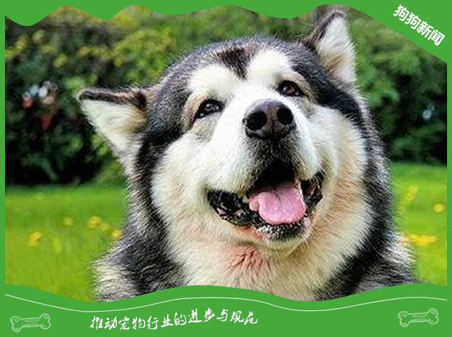 狗狗钙的缺失有哪些反映？