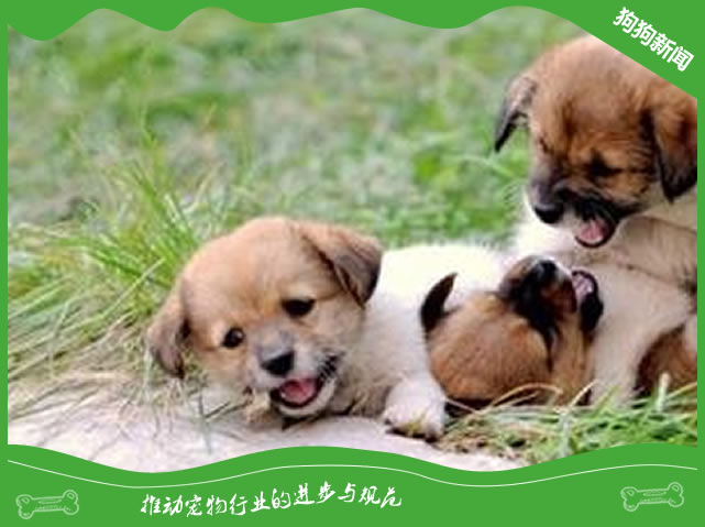 狗狗家中地位训炼