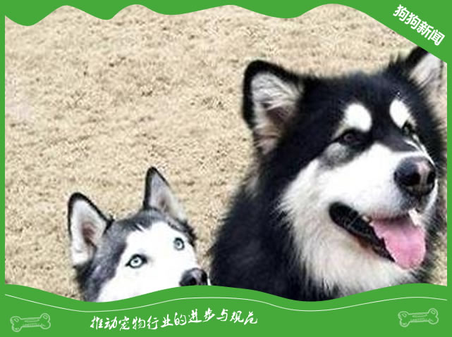 狗狗蛔虫原因|诊断|预防及治疗方法