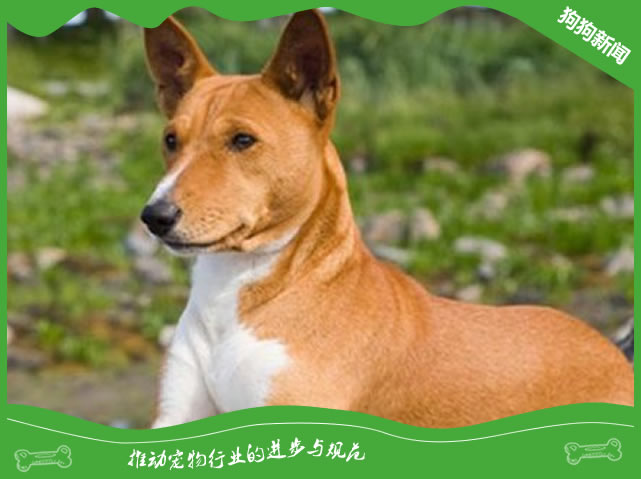 巴辛吉犬价格及饲养方法
