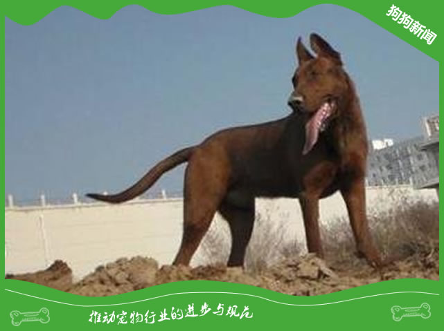 纯种红狼犬体型特征