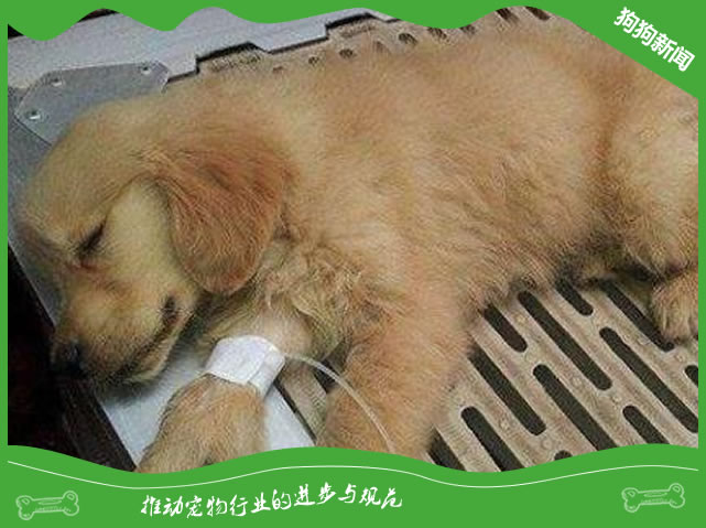 如何预防犬的肠炎型细小病毒病？