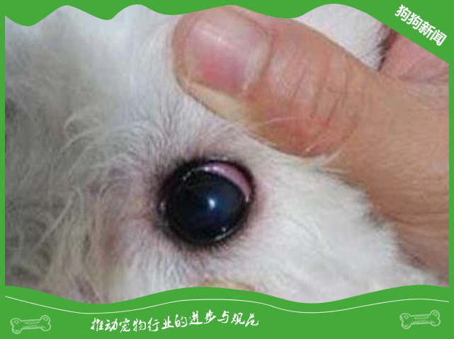狗狗角膜炎用什么药好