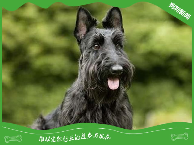 纯种苏格兰梗特征简介