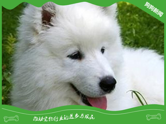 犬铅中毒原因|诊断|预防及治疗方法