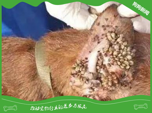狗蜱虫病原因|诊断|预防及治疗方法